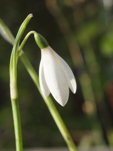Galanthus reginae olgae blanc - galanthus,